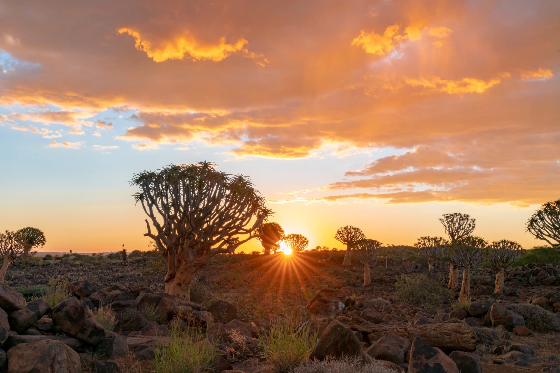 vista del bosque de arboles de carcaj con hermoso cielo puesta de sol escena del cielo crepuscular en keetmanshoop namibia
